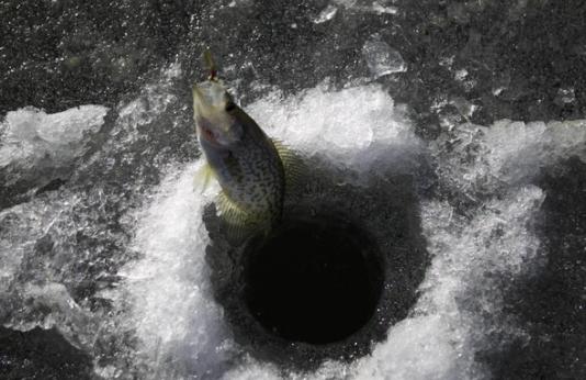 hooked fish during ice fishing