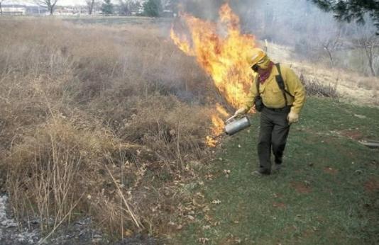 MDC staff person lights a prescribed fire