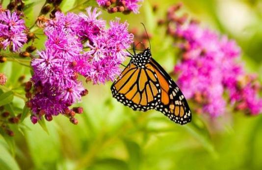 monarch butterfly feeding on flower