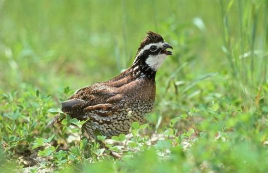 A quail in a field.