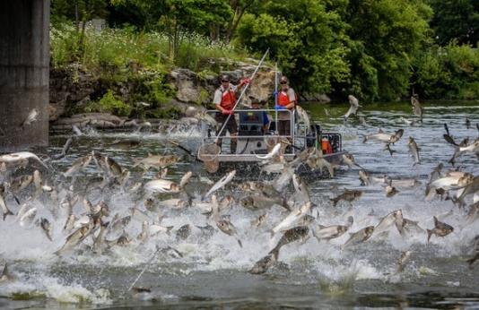 silver carp jump in front of an electrofishing boat