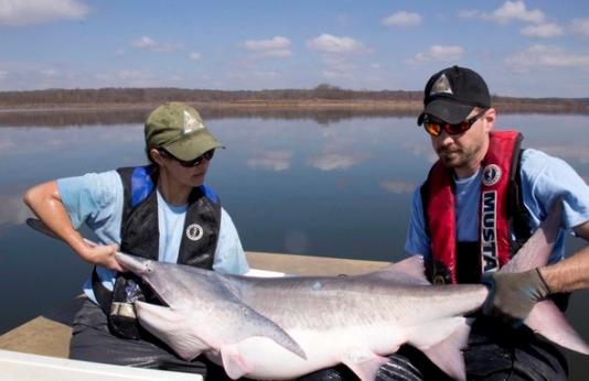 MDC biologists with a paddlefish on a boat