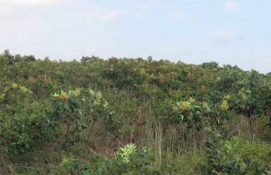 A photo showing how sumac can overtake grasslands and choke out native plants.