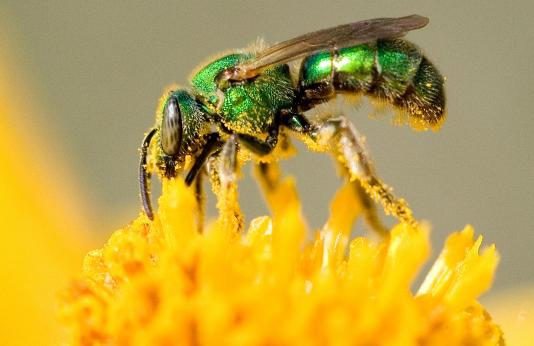 A green sweat bee collects pollen from a flower.