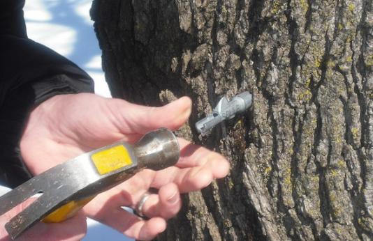tree tapping for maple sugaring 