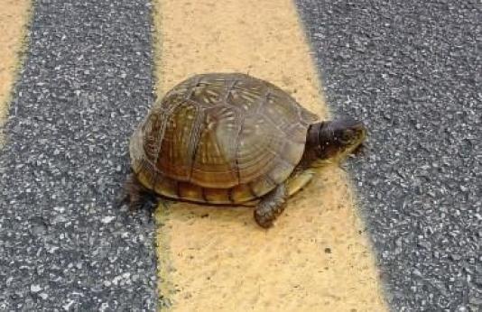 A turtle crossing the road