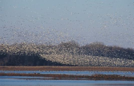 a mass number of waterfowl flying over a wetland
