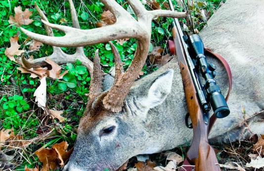 harvested deer with rifle