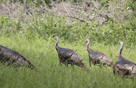 four wild turkeys in field