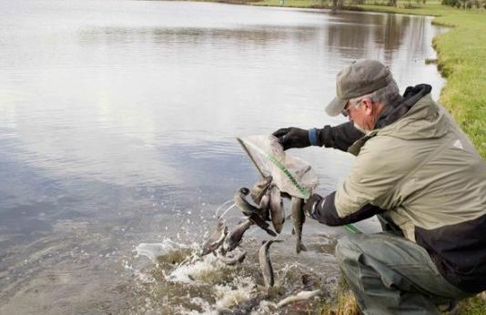 winter trout stocking