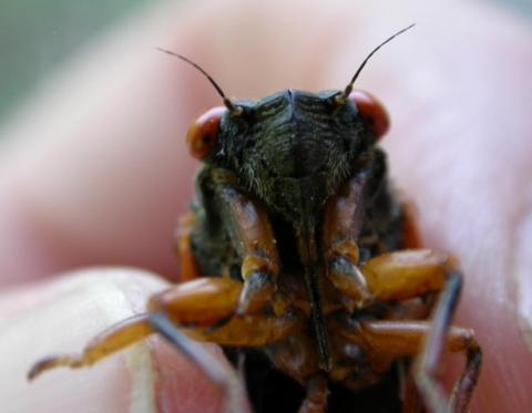Periodical cicada mouthparts