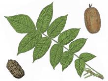 Illustration of butternut compound leaf and nuts.