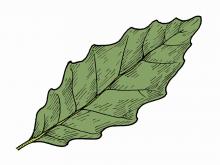 Illustration of dwarf chestnut oak leaf.