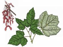 Illustration of red maple leaves and fruits.