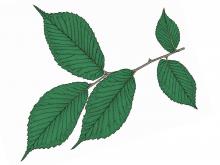 Illustration of slippery elm twig and leaves.