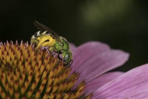 Small bee on purple coneflower
