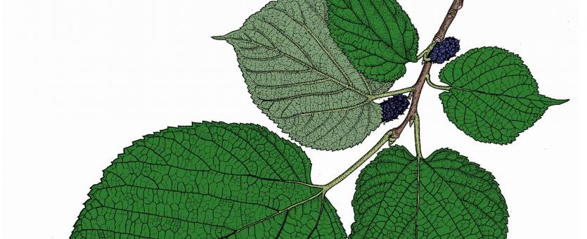 Illustration of red mulberry leaves and fruits.